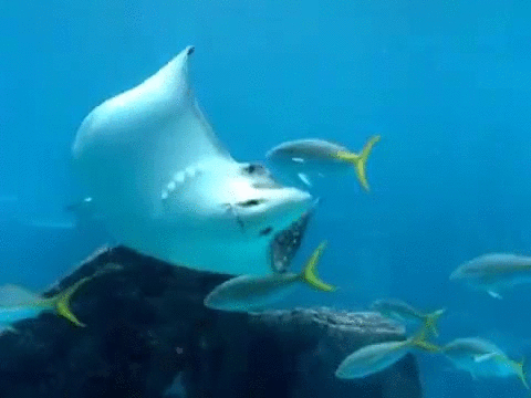 Bahamas Marine Life GIF