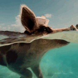 Bahamas Pig Swimming GIF