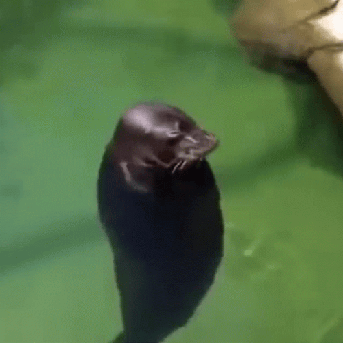 Baikal Seal Head Spinning GIF