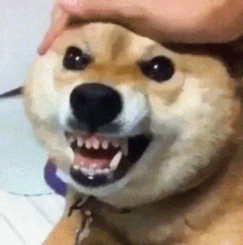 Bald Beard Man Smiling I'm An Idiot GIF