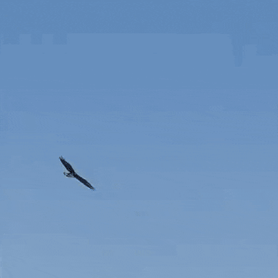 Bald Eagle Almost Fell GIF