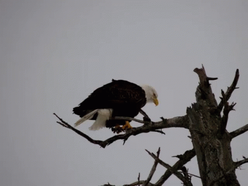 Bald Eagle American Flag Happy Fourth Of July GIF