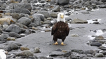 Bald Eagle Approaches Other Birds GIF