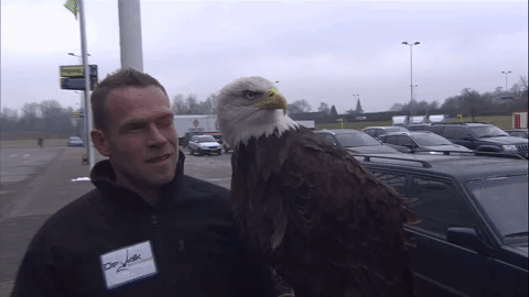 Bald Eagle Attentive GIF