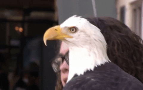 Bald Eagle Beak Opens GIF
