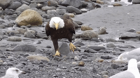 Bald Eagle Bonds With Other Birds GIF