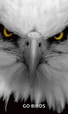 Bald Eagle Face with Go Birds
