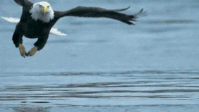 Bald Eagle Fish Grabbing GIF