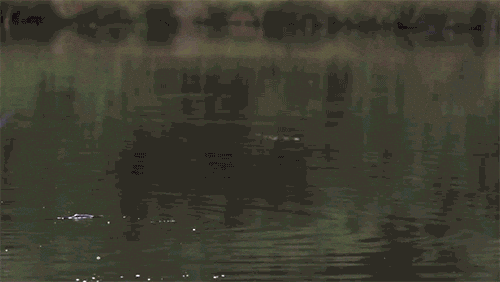 Bald Eagle Fish Hunting GIF