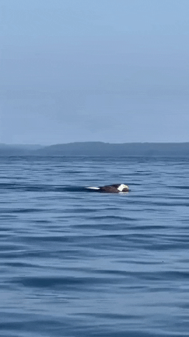 Bald Eagle Floating On Sea GIF