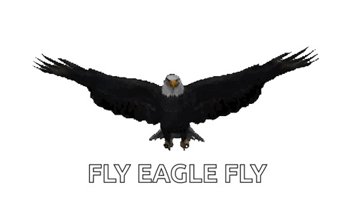 Bald Eagle Flying Fly Eagle Fly