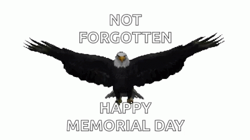 Bald Eagle Flying Not Forgotten Happy Memorial Day