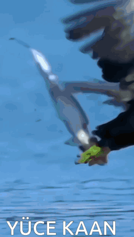Bald Eagle Flying Over Water with Yüce Kaan