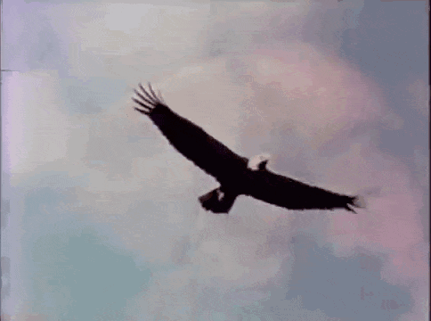 Bald Eagle Flying Through Clouds