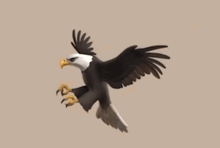 Bald Eagle Flying with Spread Wings