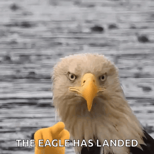 Bald Eagle Giving Middle Finger The Eagle Has Landed GIF
