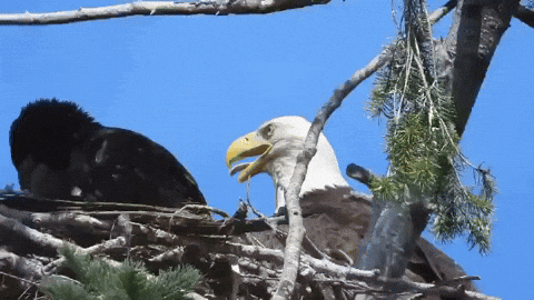 Bald Eagle Guarding Nest GIF