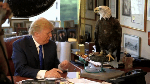 Bald Eagle Hates Touches GIF