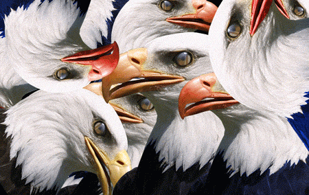 Bald Eagle Heads Image Compilation GIF