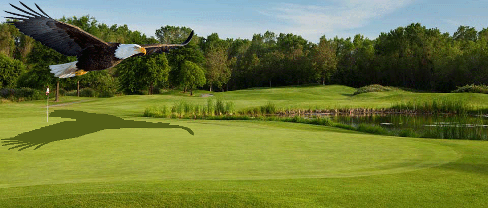 Bald Eagle In Golf Course GIF