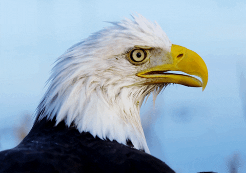 Bald Eagle Long Yellow Beak GIF