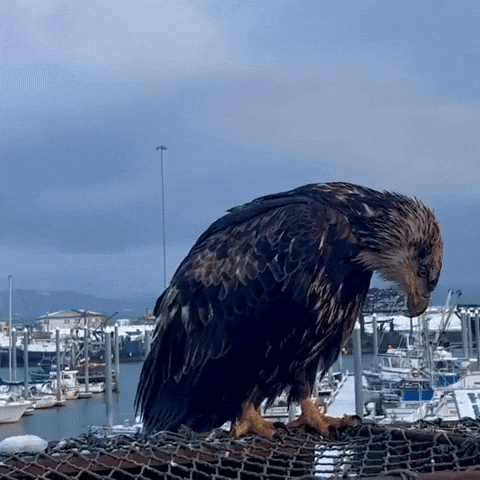 Bald Eagle Perched On A Net GIF