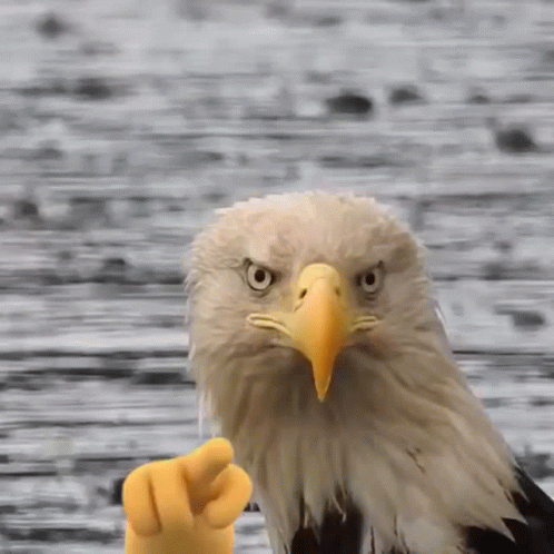 Bald Eagle Pointing GIF