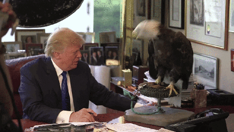 Bald Eagle Raging GIF