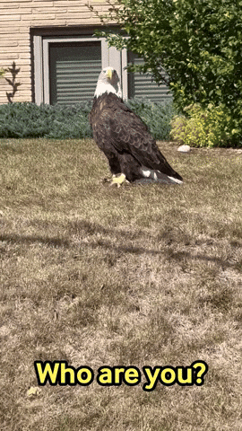 Bald Eagle Says Who Are You GIF