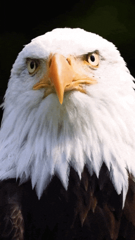 Bald Eagle Sitting on Tree Branch