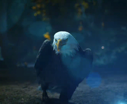 Bald Eagle Standing