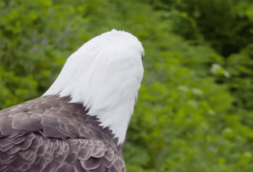 Bald Eagle Standing in Forest