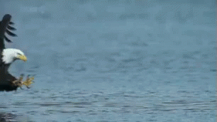 Bald Eagle Standing In Water With Wings Outstretched GIF
