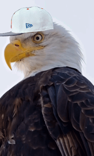 Bald Eagle Wearing New Era Hat