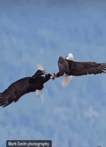 Bald Eagle Wings Outstretched In Water GIF