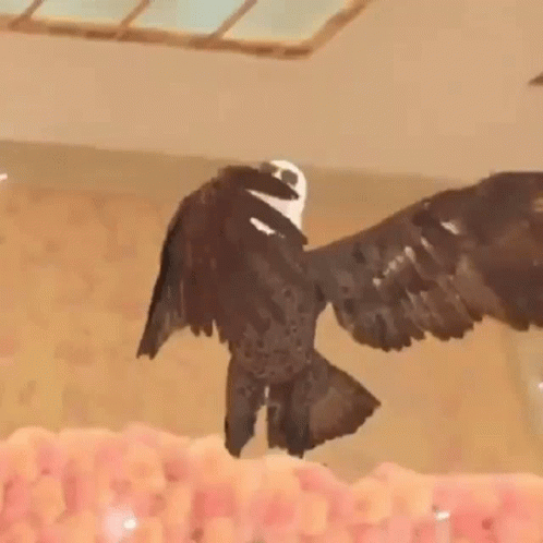Bald Eagle Wings Outstretched on Flowers