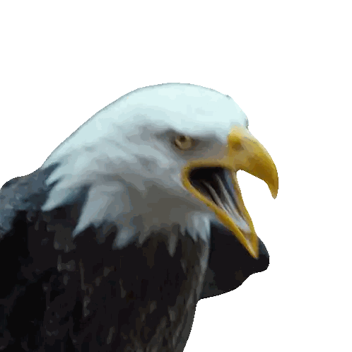 Bald Eagle With Beak Open