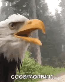 Bald Eagle With Beak Open in Woods