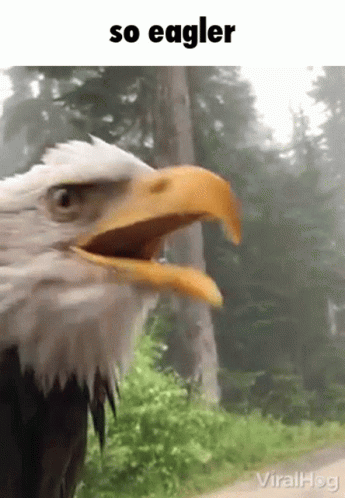 Bald Eagle With Beak Wide Open