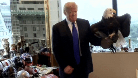 Bald Eagle With Donald Trump GIF
