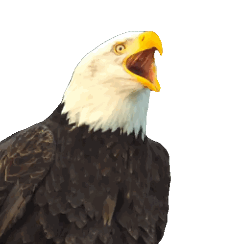 Bald Eagle with Open Beak