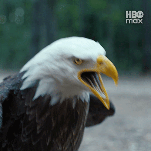 Bald Eagle With Open Beak HBO Max
