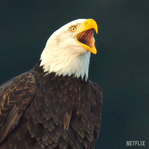 Bald Eagle With Open Beak