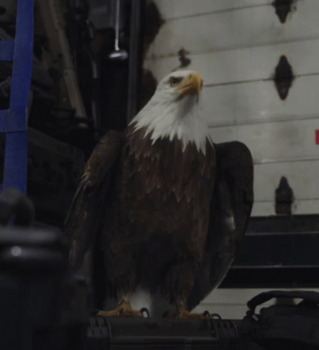 Bald Eagle with Wings Outstretched