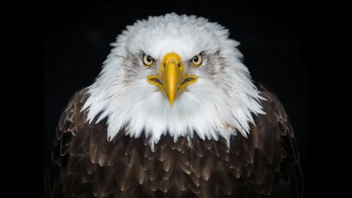 Bald Eagle with Yellow Beak
