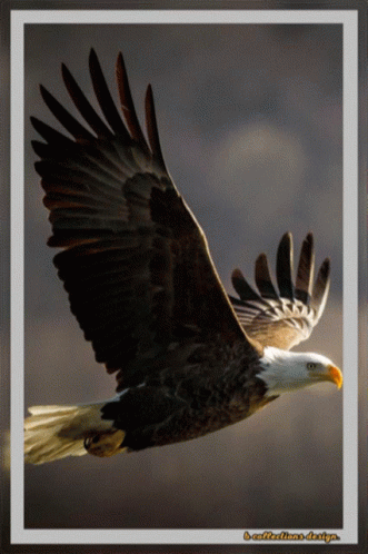 Bald Eagle With Yellow Beak I Say