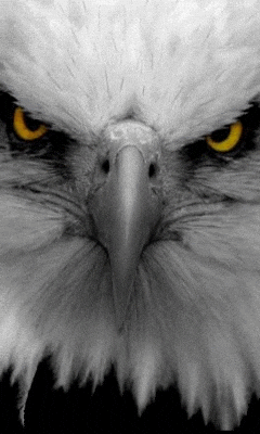 Bald Eagle Yellowish Eyes GIF