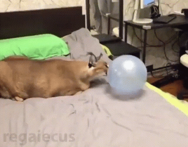 Balloon Deflating GIF