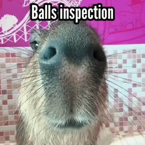 Balls Inspection Capybara Meme GIF