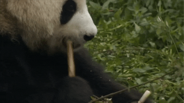 Bamboo Eating Panda Relax GIF